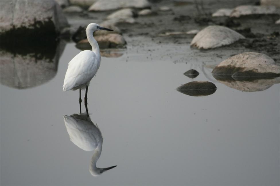 Espejo de garceta (Egretta garzetta)